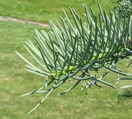 concolor fir